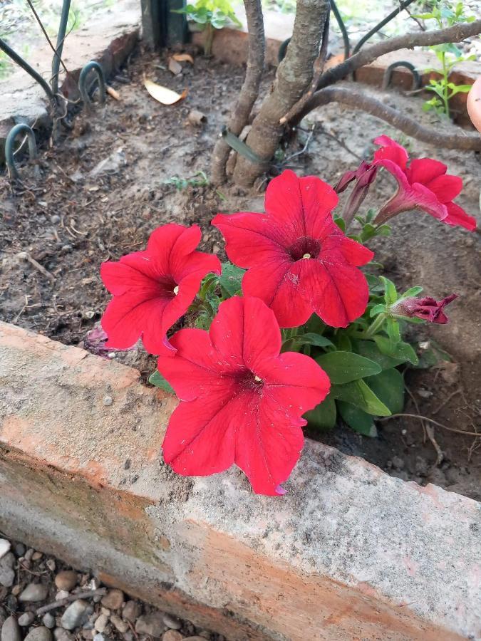 קרמה B&B Delle Arti מראה חיצוני תמונה